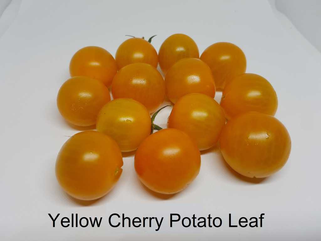 Yellow Cherry Potato Leaf